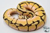 Python royal - Python regius Bumblebee
