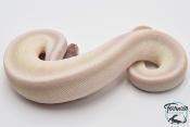 Python royal - Python regius Super Mojave