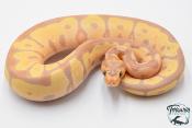 Python royal - Python regius Banana Clown