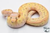 Python royal - Python regius Banana Clown Pastel