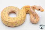 Python royal - Python regius Banana Clown Pastel