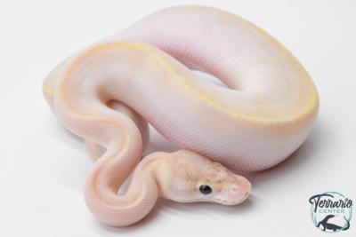Python Royal - Python regius Ivory
