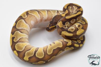 Python royal - Python regius Enchi Mojave