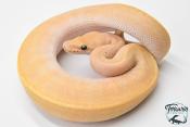 Python royal - Python regius Banana Pinstripe Mojave GHI