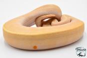 Python royal - Python regius Banana Pinstripe Mojave GHI