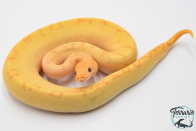 Python royal - Python regius Banana Clown Pinstripe