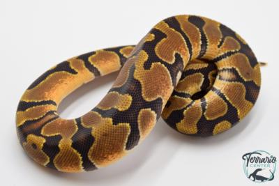 Python royal - Python regius Enchi het Hypo