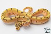 Python royal - Python regius Stinger Bee Hypo