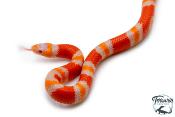Lampropeltis triangulum hondurensis -  Faux-corail du Honduras - Albinos Tangerine