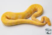 Python royal - Python regius Albinos Chocolat