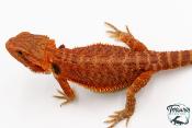Pogona vitticeps - Agame barbu - Red Monster