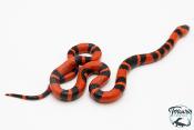 Lampropeltis triangulum hondurensis -  Faux-corail du Honduras - Super Tangerine - NC 2025