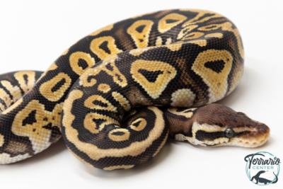 Python royal - Python regius Pastel