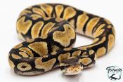 Python royal - Python regius Enchi Pastel