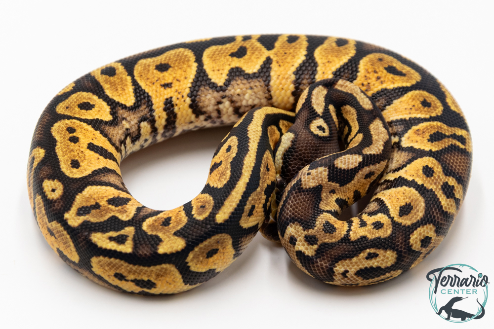 Python royal - Python regius Pastel Yellow Belly