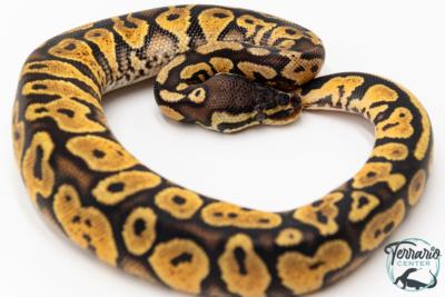 Python royal - Python regius Pastel Yellow Belly