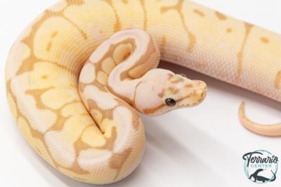 Python royal - Python regius Banana Bumblebee