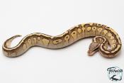 Python royal - Python regius Butter Pastel Vanilla