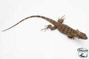 Ctenosaura pectinata - Iguane à queue épineuse de l'Ouest - Piebald