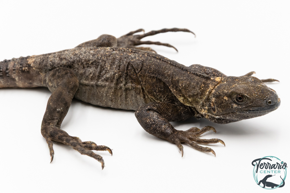 Ctenosaura pectinata -  Cténosaure du Guerrero - Blue