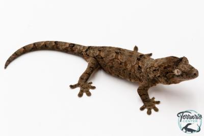 Mniarogekko chahoua - Gecko mousse - Grande Terre - NC 2025 - Mâle 06