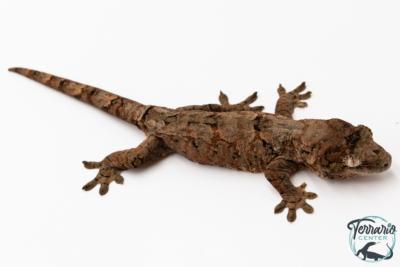 Mniarogekko chahoua - Gecko mousse - Grande Terre - NC 2025 -Femelle 07