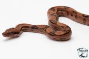 Boa constricteur - Boa imperator Blood Jungle het Kahl