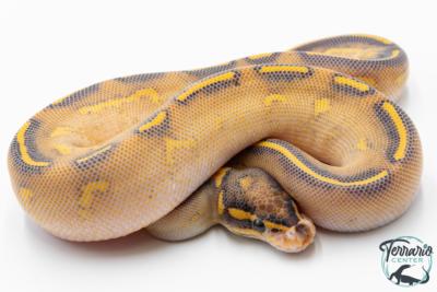 Python royal - Python regius Highway