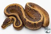 Python royal - Python regius Pinstripe Yellow Belly
