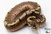 Python royal - Python regius Spider
