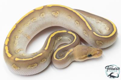 Python royal - Python regius Stranger Butter Hypo