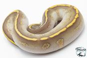 Python royal - Python regius Stranger Butter Hypo