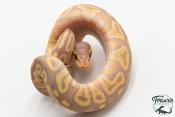 Python royal - Python regius Banana Mojave