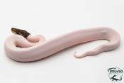 Python royal - Python regius Piebald Mojave Black Pastel