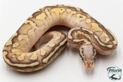 Python royal - Python regius Butter Firefly