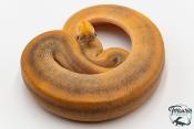 Python royal - Python regius Champagne Black Pastel