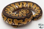 Python royal - Python regius Clown Phantom