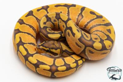Python royal - Python regius Enchi Hypo 