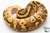Python royal - Python regius Enchi Mojave