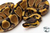 Python royal - Python regius Enchi Yellow Belly