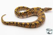 Python royal - Python regius Hypo