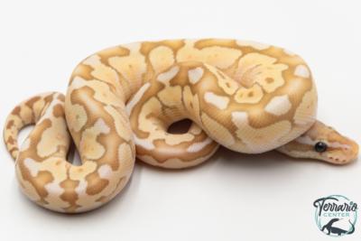 Python royal - Python regius Banana Butter Pastel