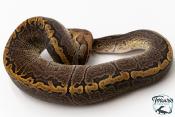 Python royal - Python regius GHI Pinstripe