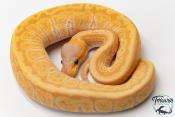Python royal - Python regius Banana Phantom Pinstripe