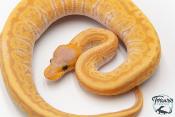 Python royal - Python regius Banana Phantom Pinstripe