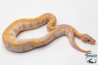 Python royal - Python regius Banana Sugar