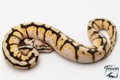 Python royal - Python regius Bumblebee