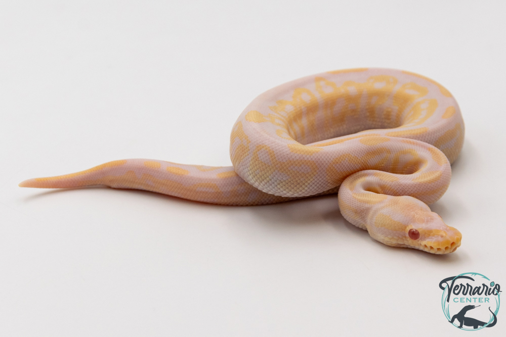 Python royal - Python regius Albinos Pewter