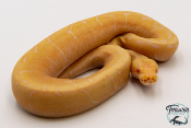 Python royal - Python regius Albinos Enchi Spider