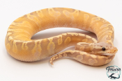 Python royal - Python regius Banana Pastel GHI possible Yellow Belly